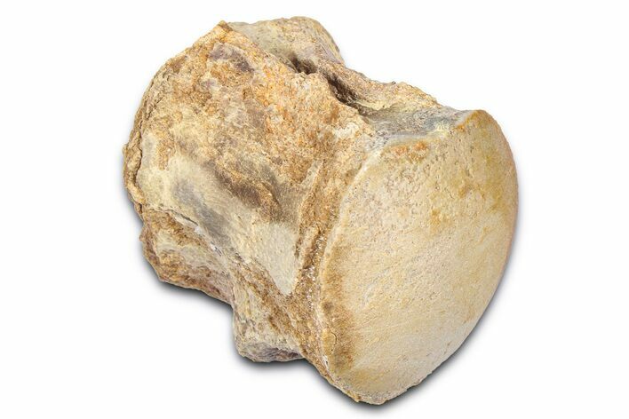Fossil Mosasaur (Platecarpus) Vertebra - Kansas #382059